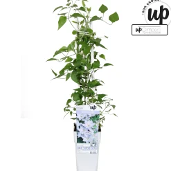 ohgreen Clematis Tranquilite