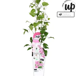 ohgreen Clematis Yuan