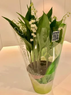 ohgreen Convallaria majalis of meiklokjes p13