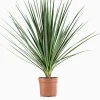 ohgreen Cordyline p29