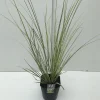 ohgreen Cortaderia selloana Mini Goldpampas ( Pampasgras )