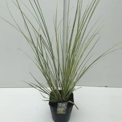 ohgreen Cortaderia selloana Mini Goldpampas ( Pampasgras )