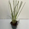 ohgreen Cortaderia selloana Mini Silver Pampas ( Dwergpampasgras )