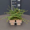ohgreen Cotoneaster queen carpet 6pack