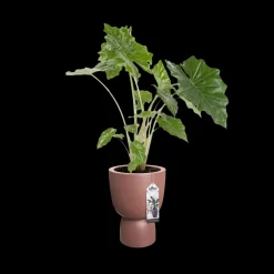 ohgreen COUPE 41CM ROSY BROWN