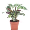 ohgreen Ctenanthe burle-marxii p12 h30