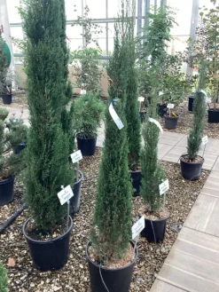 ohgreen Cuprocyparis leylandii Pyramidalis