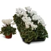 ohgreen Cyclamen silverado
