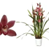 ohgreen Cymbidium allison shaw p12 h50