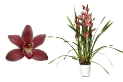ohgreen Cymbidium allison shaw p12 h50