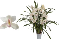 ohgreen Cymbidium lucky kate p12 h50
