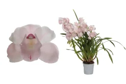 ohgreen Cymbidium pink bell p12 h65