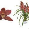 ohgreen Cymbidium red Beauty Roy 4 bloemstelen