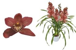 ohgreen Cymbidium red Beauty Roy 4 bloemstelen