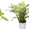 ohgreen Cymbidium wild mint p12 h50