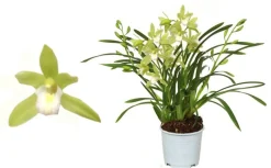 ohgreen Cymbidium wild mint p12 h50