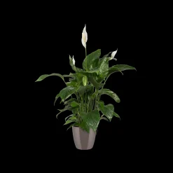 ohgreen Diamond orchidee hoog 20cm