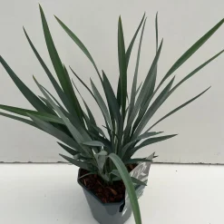 ohgreen Dianella revoluta Blue Stream ( Tasmaanse Vlaslelie )