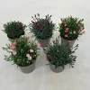 ohgreen Dianthus diantica mix