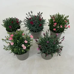 ohgreen Dianthus diantica mix