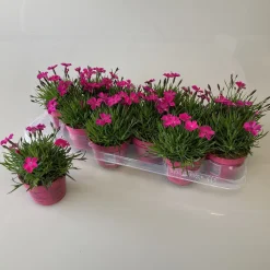 ohgreen Dianthus kahori