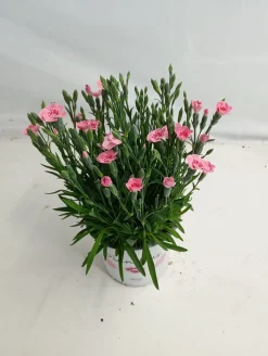 ohgreen Dianthus peach