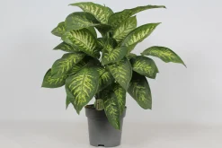 ohgreen Dieffenbachia seguine 'Reeva'