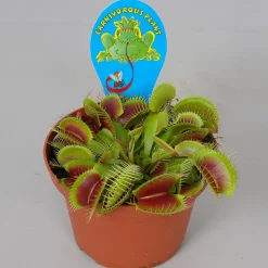 ohgreen Dionaea muscipula p12 h10