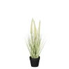 ohgreen Dogtail in pot groen - h40xd15cm