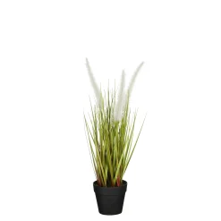 ohgreen Dogtail in pot wit - h40xd15cm