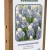 ohgreen Doos 'everbloom' met 25 bloembollen muscari mountain lady