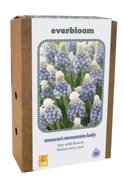 ohgreen Doos 'everbloom' met 25 bloembollen muscari mountain lady
