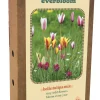 ohgreen Doos 'everbloom' met 20 bloembollen tulipa belle tulipa mix