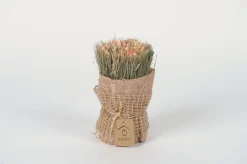 ohgreen Droogbloemen