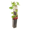 ohgreen Druivenplant vitis vinifera heike