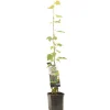 ohgreen Druivenplant vitis vinifera muscat 150 cm