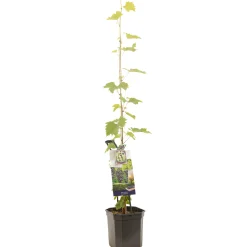 ohgreen Druivenplant vitis vinifera muscat 150 cm