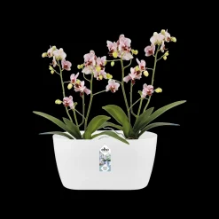 ohgreen Duo orchidee 25cm