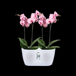 ohgreen Duo orchidee 25cm