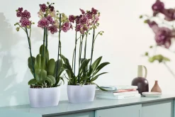 ohgreen Duo orchidee 25cm
