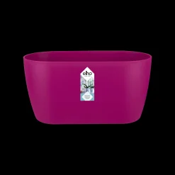 ohgreen Duo orchidee 25cm