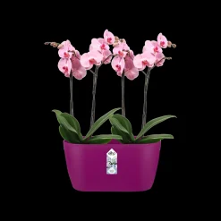 ohgreen Duo orchidee 25cm