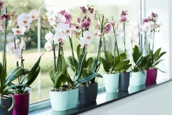 ohgreen Duo orchidee 25cm