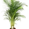 ohgreen Dypsis lutescens ( Goudpalm )