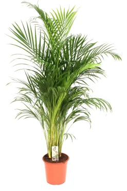 ohgreen Dypsis lutescens ( Goudpalm )