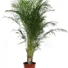 ohgreen Dypsis lutescens p27 h160