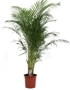 ohgreen Dypsis lutescens p27 h160