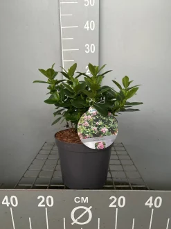 ohgreen Escallonia laevis Pink Elle