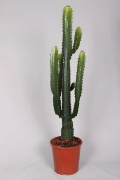 ohgreen Euphorbia cowboycactus