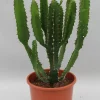 ohgreen Euphorbia triangularis